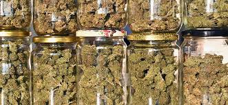 Customer support for cannabis orders